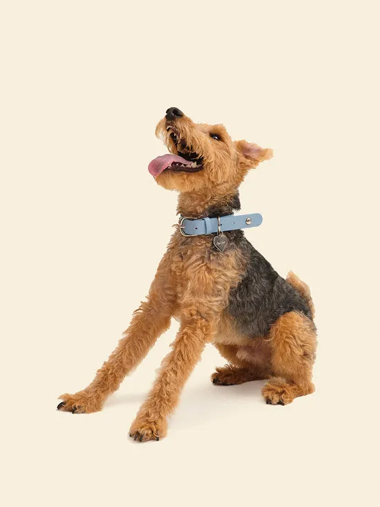 Pet Lisa Says Gah Women Dog Stud Collar Powder Blue